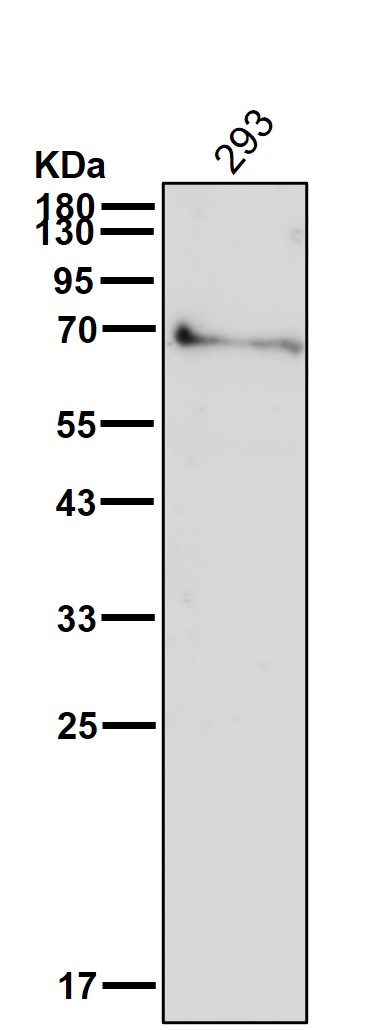 p-Chk2 (T68) Ab