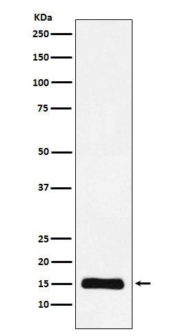 MonoMethyl-Histone H3 (K9) Ab