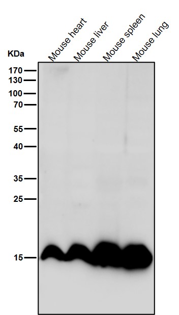 MonoMethyl-Histone H3 (K9) Ab