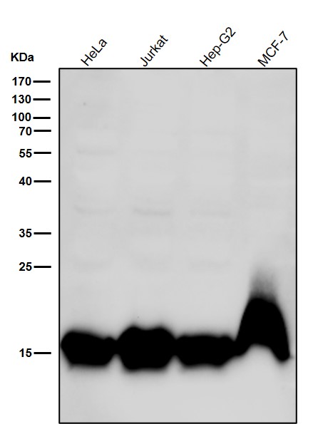 MonoMethyl-Histone H3 (K9) Ab