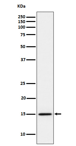 MonoMethyl-Histone H3 (K14) Ab