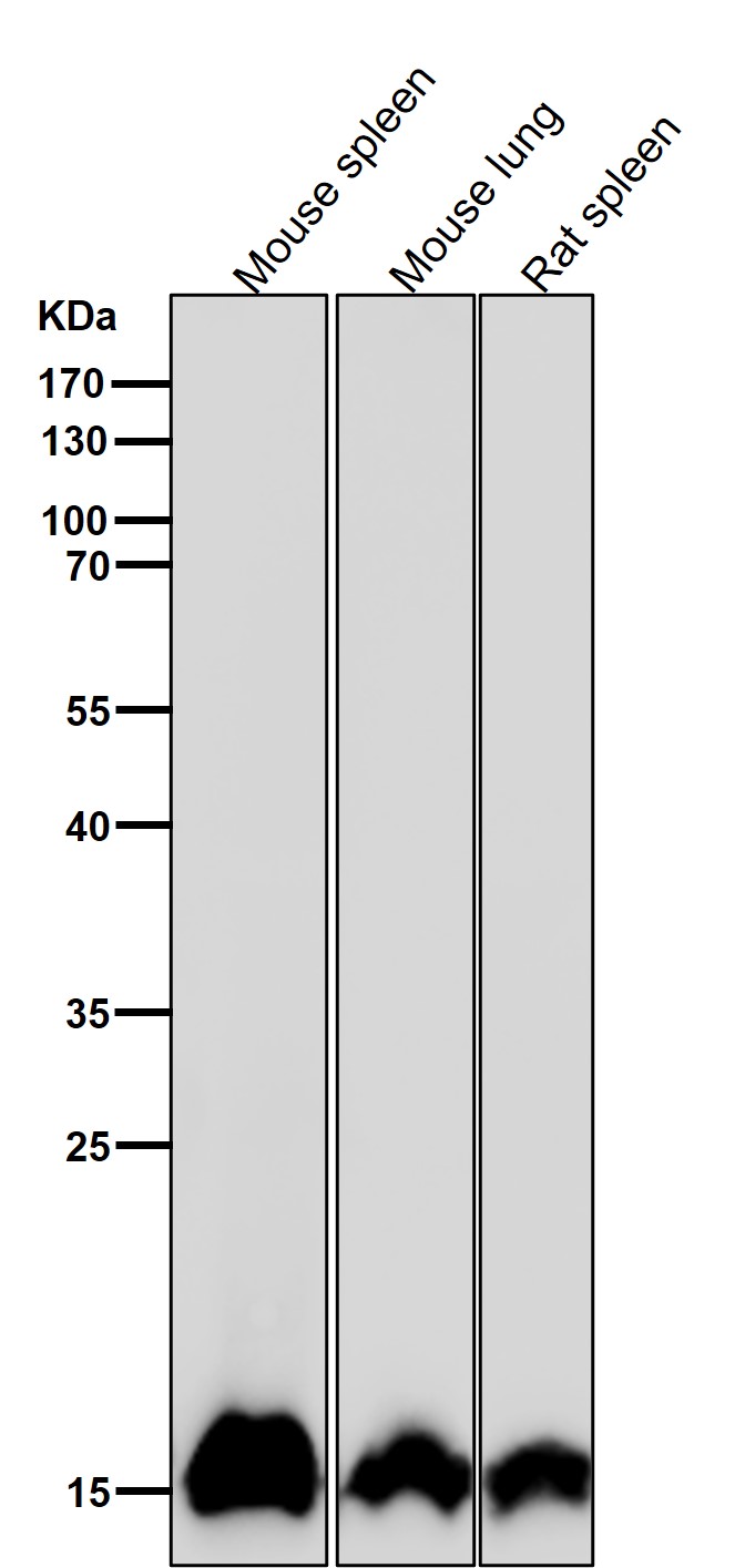 MonoMethyl-Histone H3 (K14) Ab