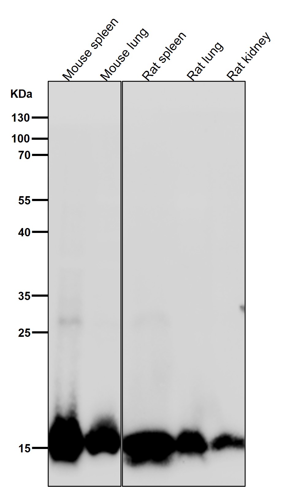 DiMethyl-Histone H3 (K4) Ab