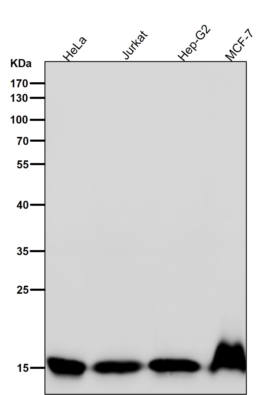 DiMethyl-Histone H3 (K4) Ab
