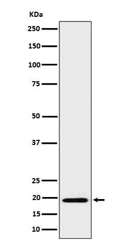 Bcl 2 L15 Ab