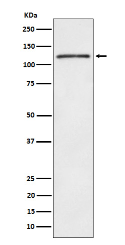 FYN binding protein 1 Ab