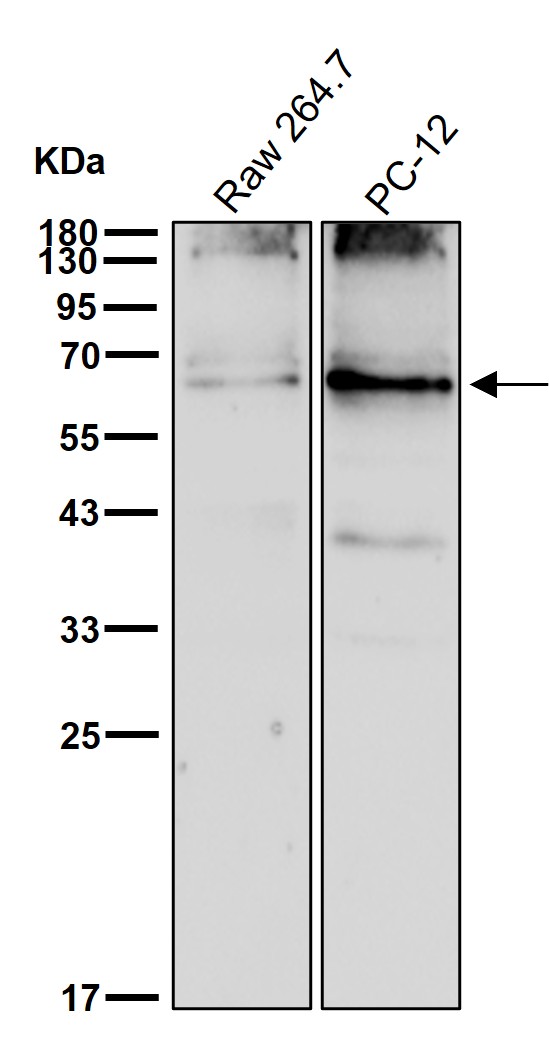 SYVN1 Ab