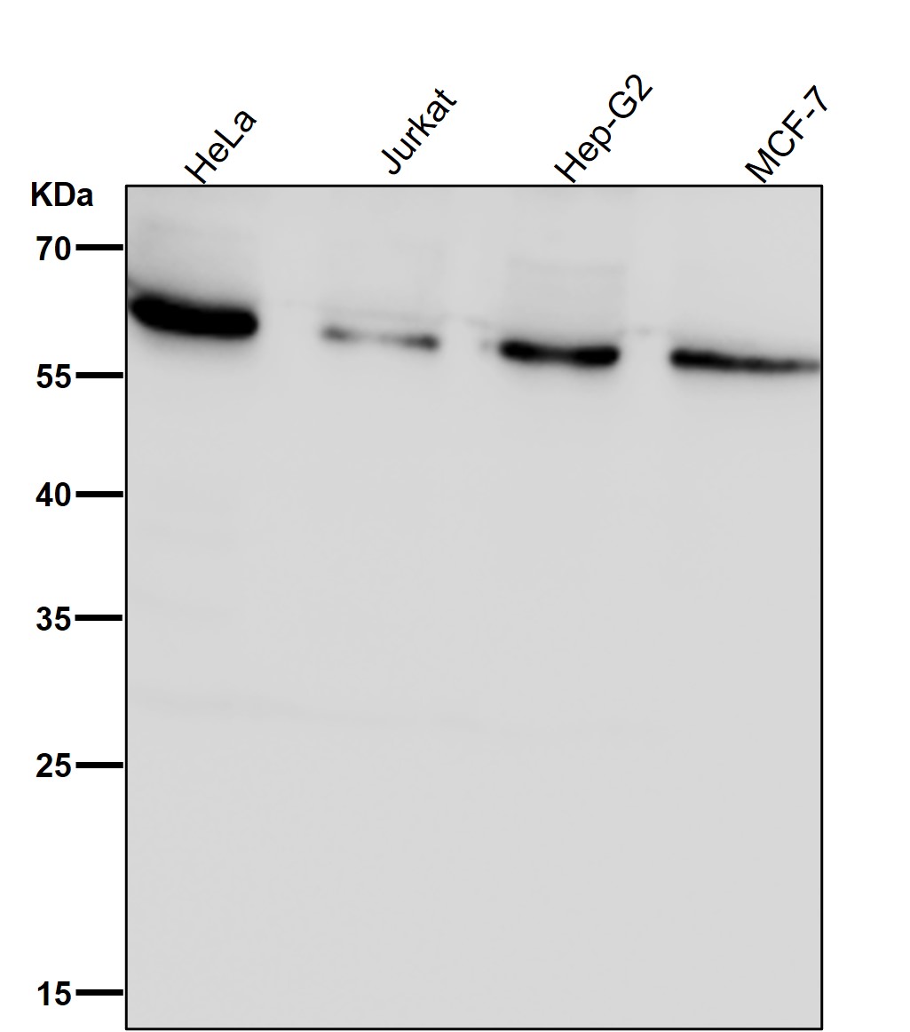 SYVN1 Ab
