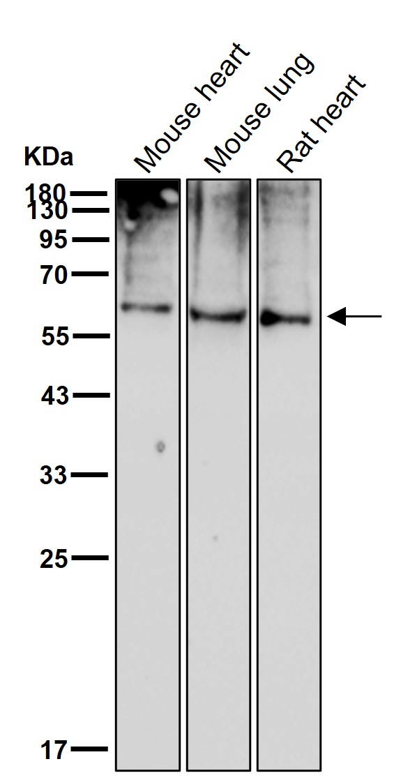 SYVN1 Ab