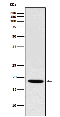 NDUFS4 Ab