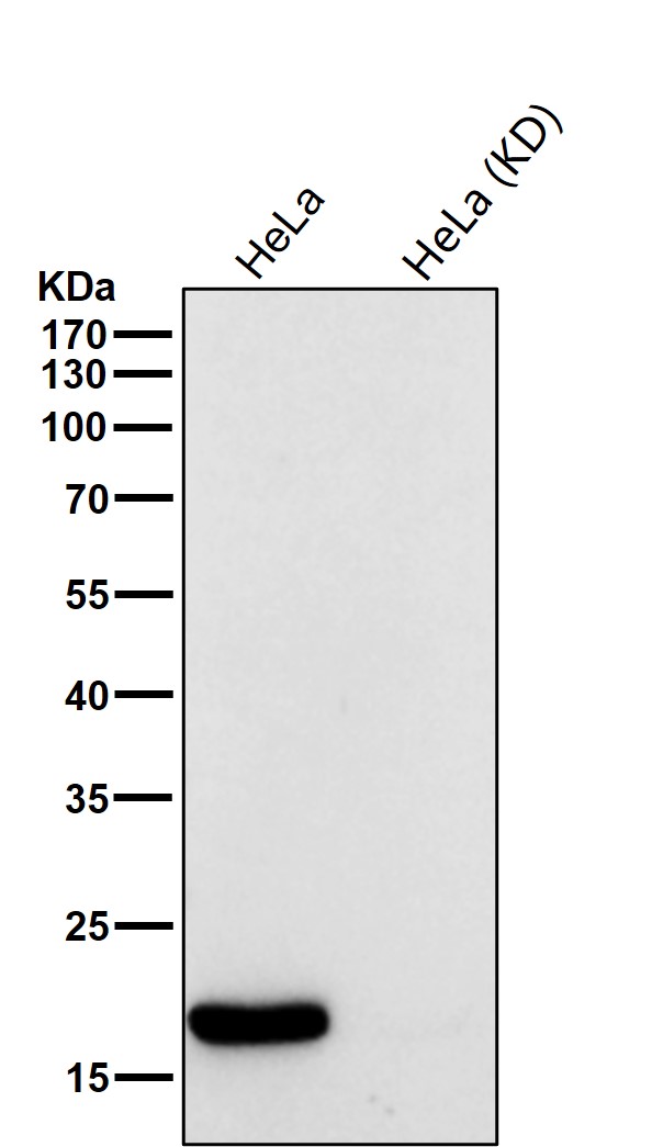 Acetyl-Histone H3 (K18) Ab