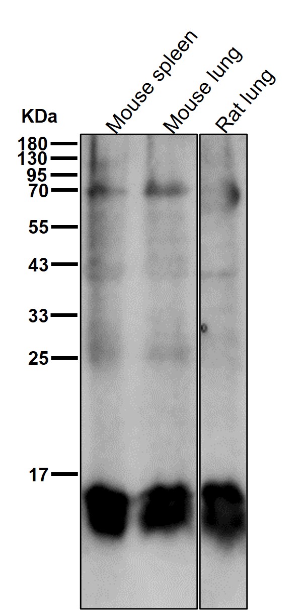 Acetyl-Histone H3 (K18) Ab