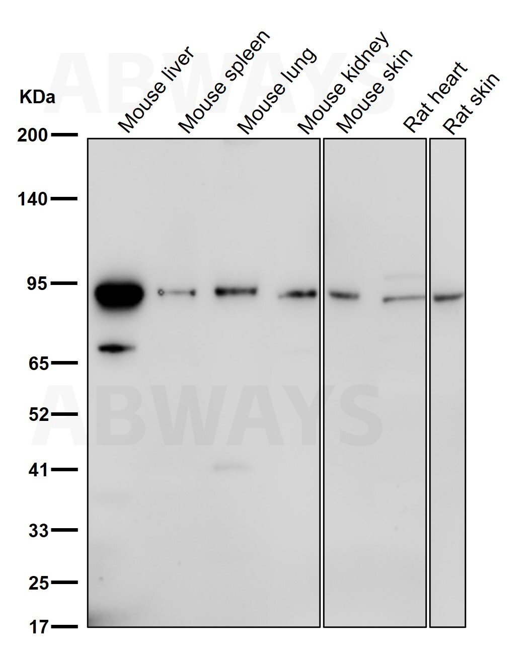 MDM2 Ab