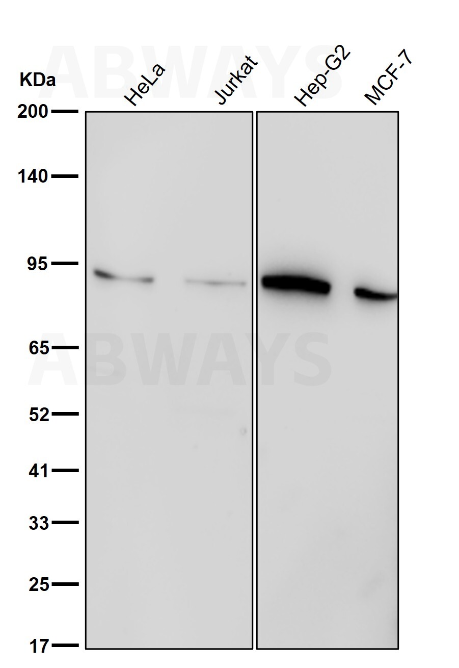 MDM2 Ab