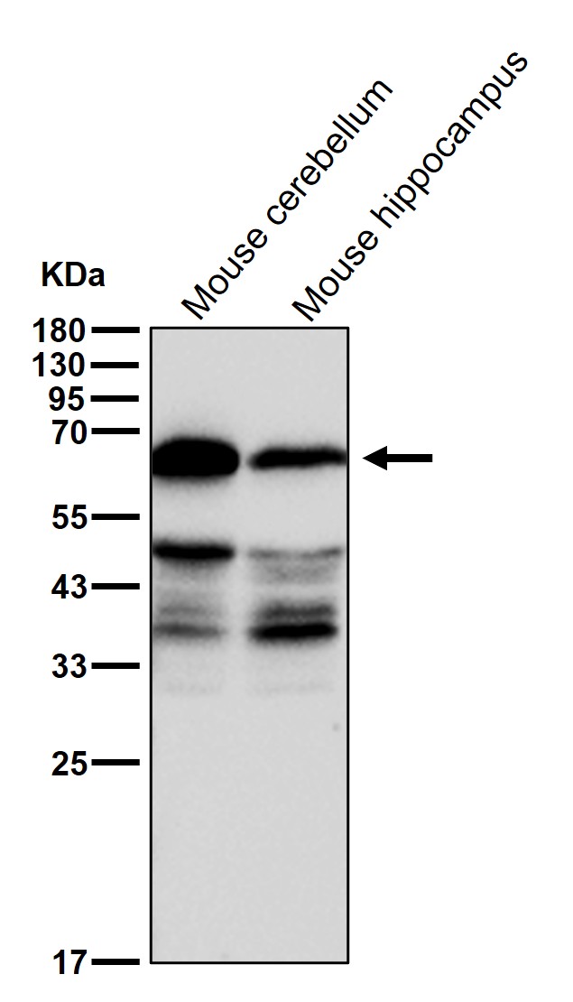 NR2C2 Ab