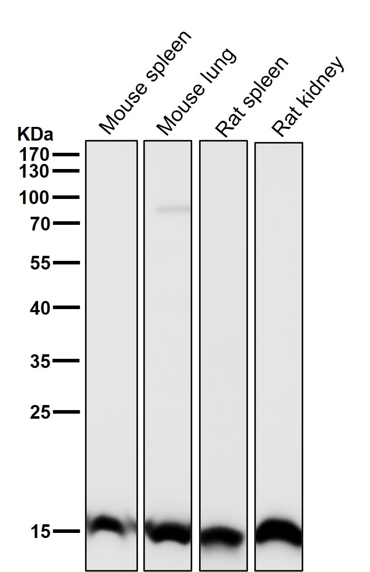 TriMethyl-Histone H3 (K27) Ab