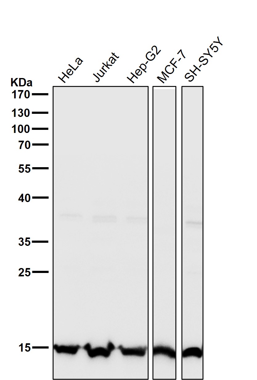 TriMethyl-Histone H3 (K27) Ab