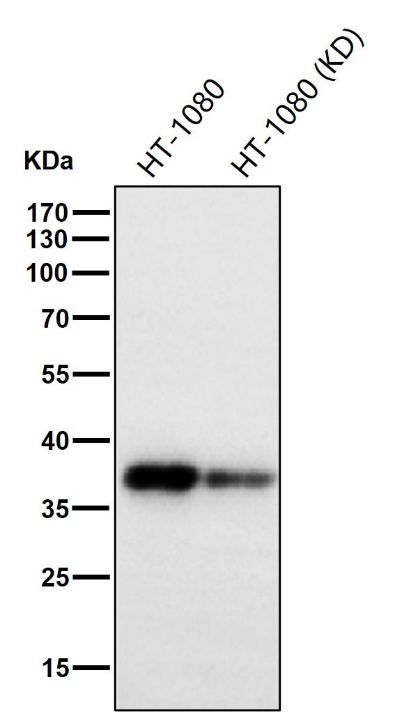 p-PKA C alpha/beta/gamma (T197) Ab