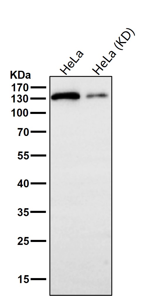 RNF40 Ab