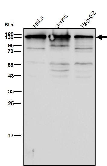 RNF40 Ab