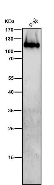 Integrin beta 7 Ab