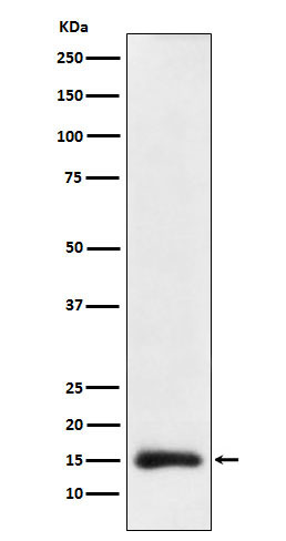 Acetyl-Histone H3 (K23) Ab