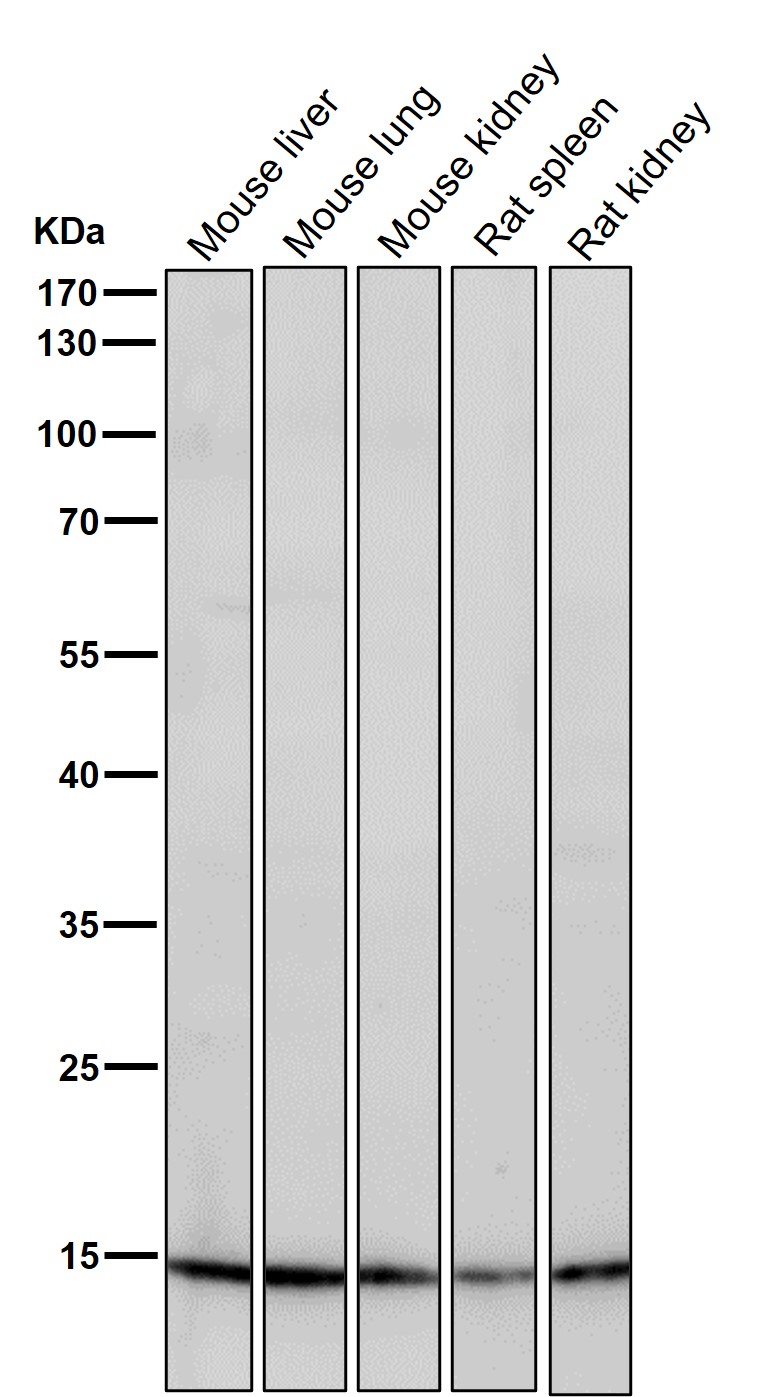 Acetyl-Histone H3 (K23) Ab