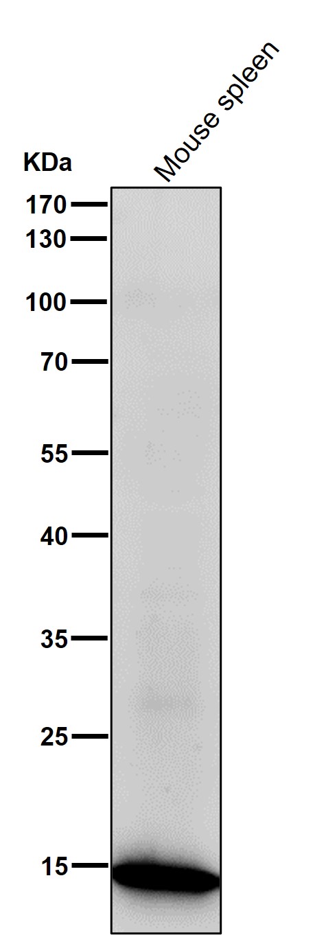 Acetyl-Histone H3 (K23) Ab