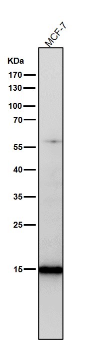 Acetyl-Histone H3 (K23) Ab