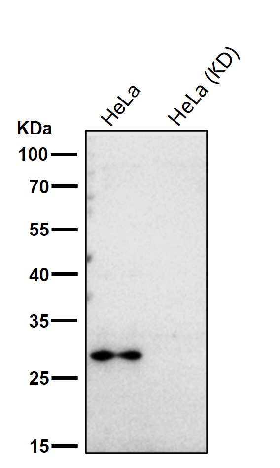 Calpain small subunit 1 Ab
