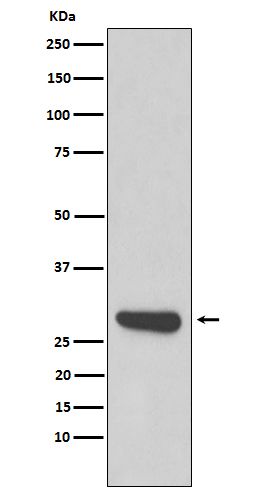 Calpain small subunit 1 Ab
