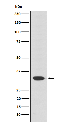 OTX2 Ab