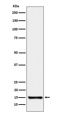 Serum amyloid A4 Ab
