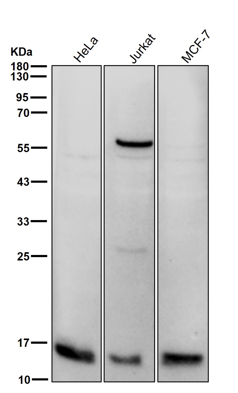 Serum amyloid A4 Ab
