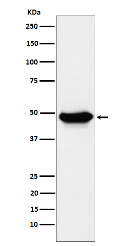 ENTPD5 Ab