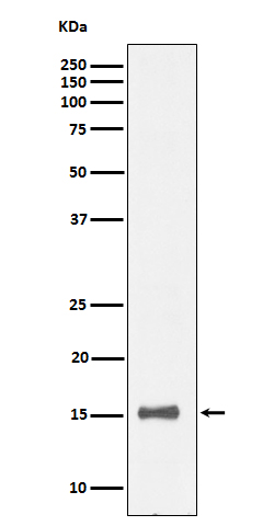 IL 13 Ab