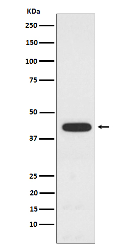 PCYT1A Ab