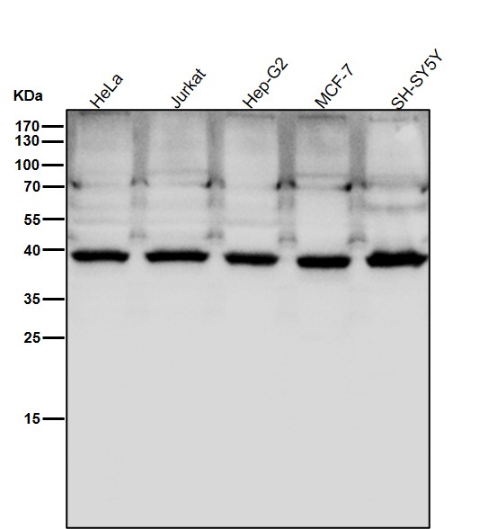 PCYT1A Ab