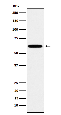 Hsf2 Ab