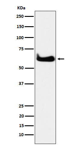 TCP1 alpha Ab