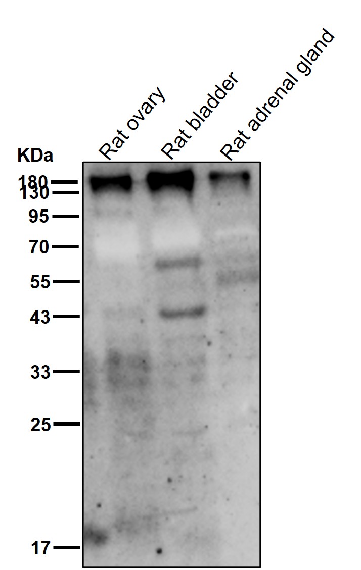 p-PDGFR beta (Y1021) Ab