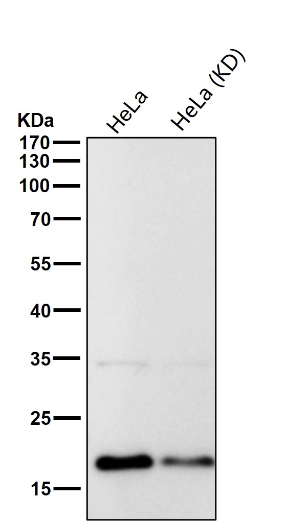 Acetyl-Histone H3 (K27) Ab