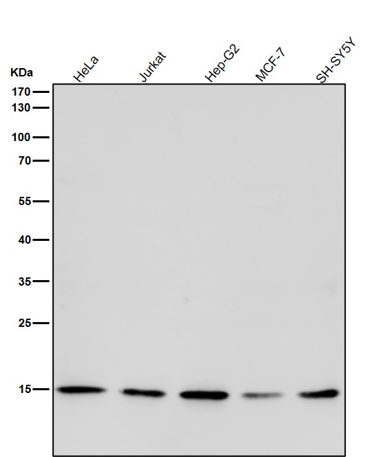 Acetyl-Histone H3 (K27) Ab