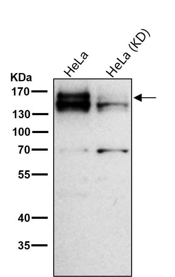 Calsyntenin 1 Ab