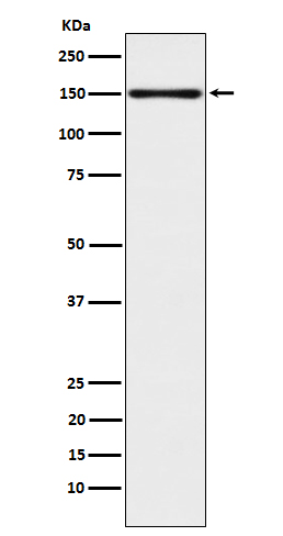 Calsyntenin 1 Ab