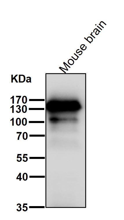 Calsyntenin 1 Ab