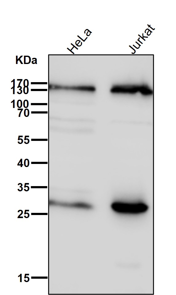 Calsyntenin 1 Ab