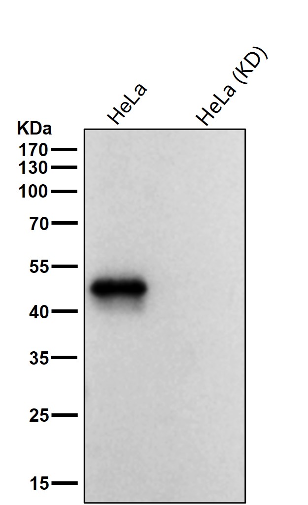 p-beta Arrestin 1 (S412) Ab