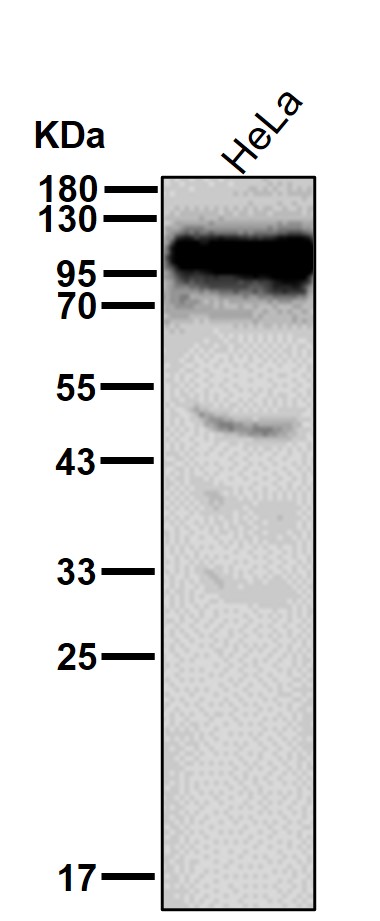 EWSR1 Ab
