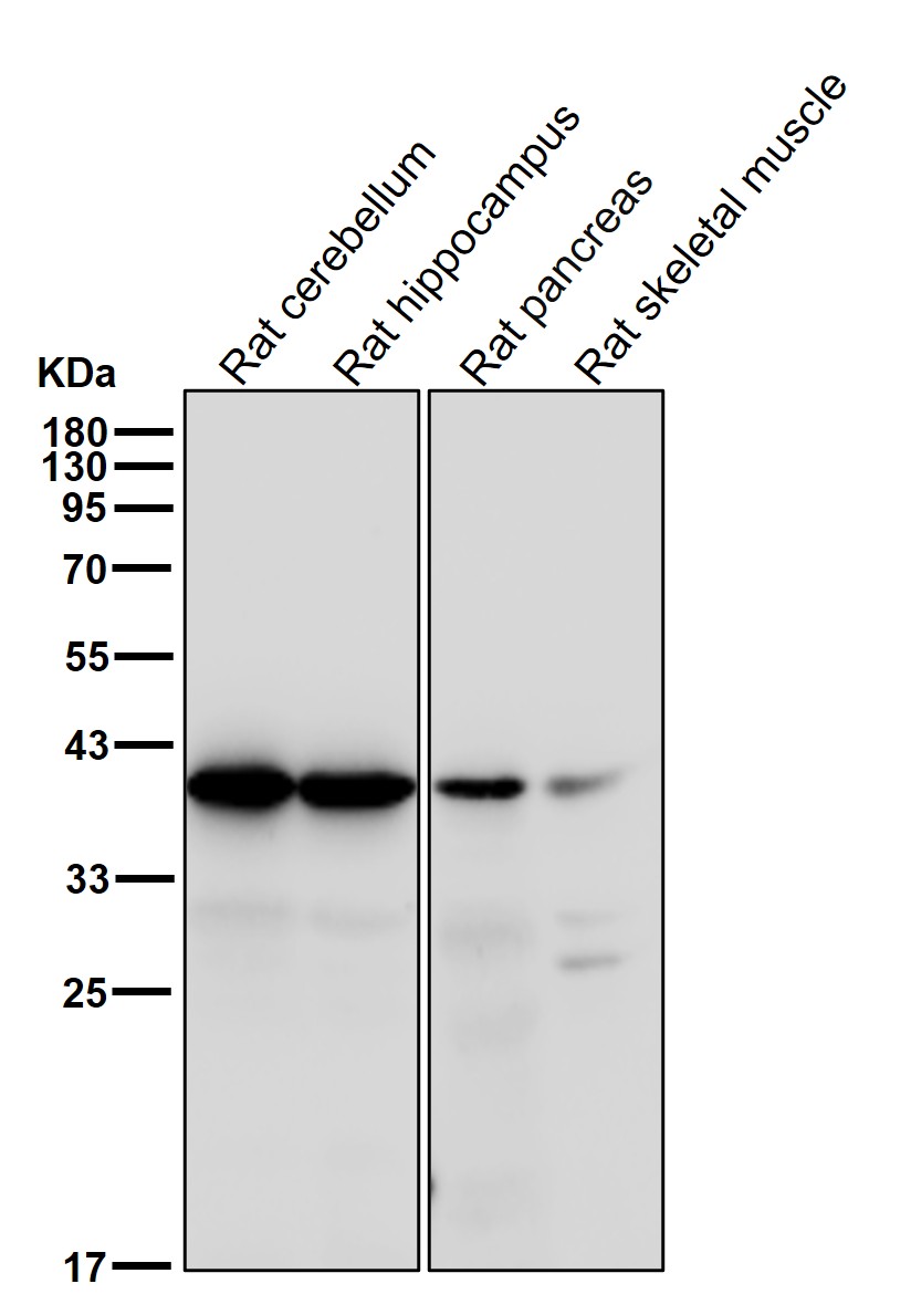 CD16 Ab